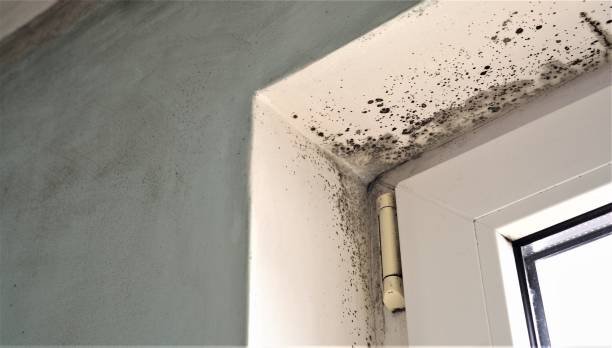  Hemphill, TX Mold Removal Pros