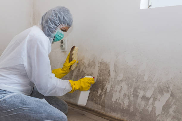 Best Asbestos and Lead Testing During Mold Inspection  in Hemphill, TX