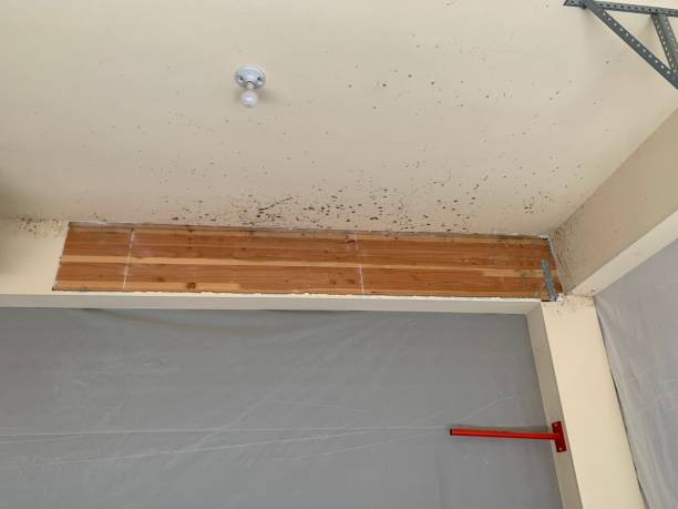 Best Water Damage & Mold Remediation  in Hemphill, TX